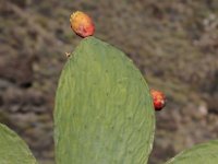 Gran Canaria  Tochtje door het binnenland