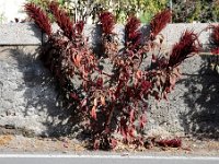 Gran Canaria  Tochtje door het binnenland