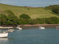 2013 Vakantie Salcombe - Solent  Koeien op de heuvels nabij Salcombe : 2013, Salcombe, Zeilen, vakantie